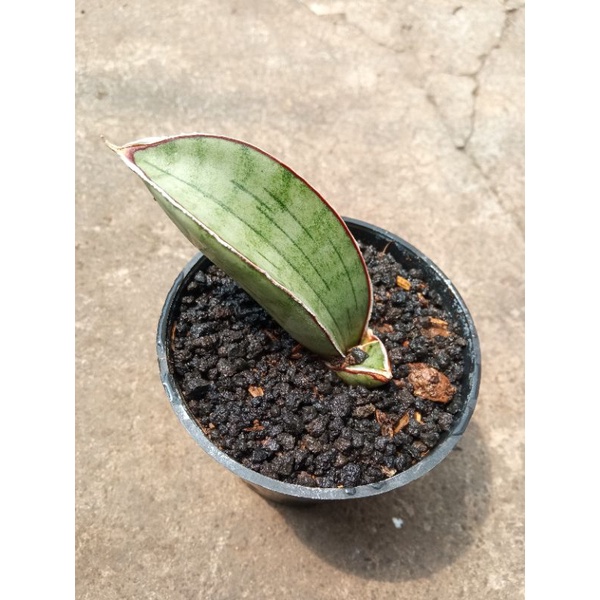 sansevieria silver bat