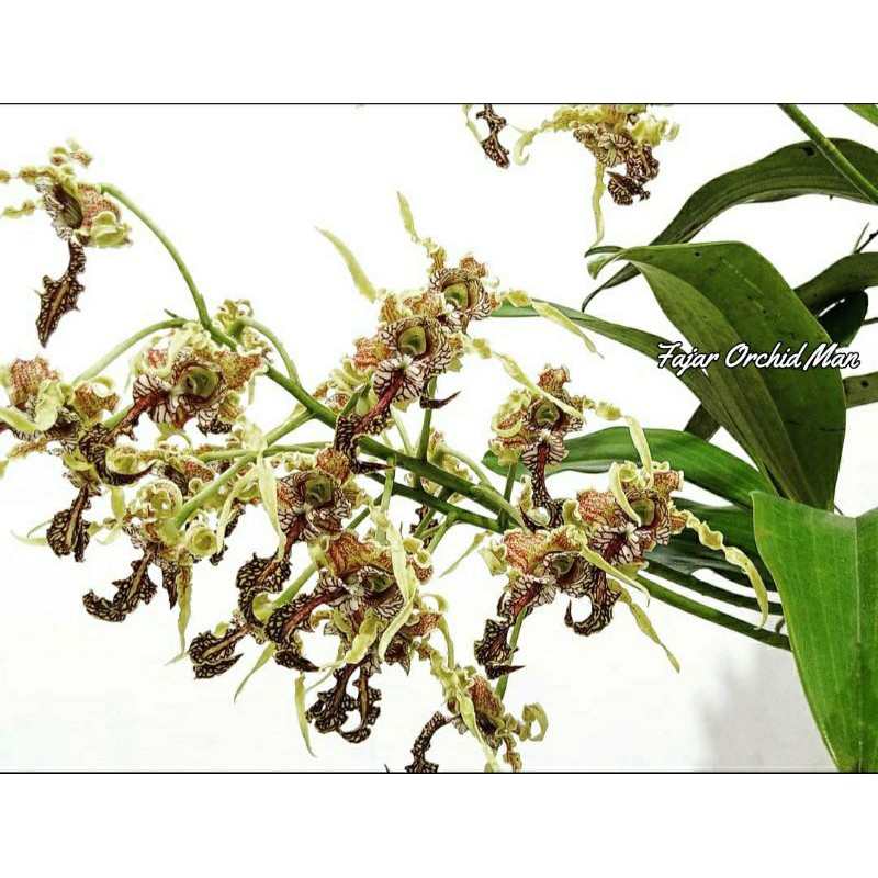 

ANGGREK SPECTABILE (ASLI PAPUA)