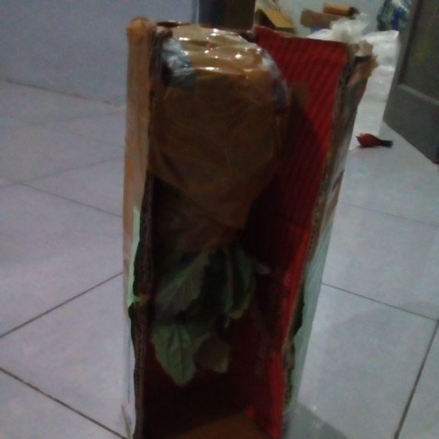 Paket 5 Batang Bibit Tanaman Her Bal Daun Dewa
