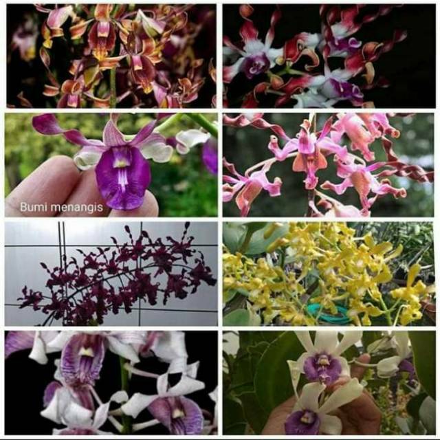 Promo bibit / seedling anggrek dendro melintir