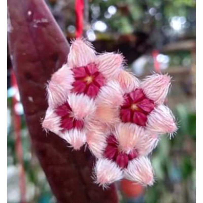 Hoya sulawesiana daun merah