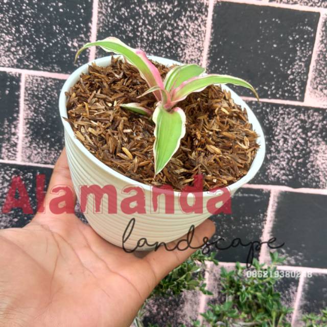 Cryptanthus bromelioides, Tanaman hias Cryptanthus bromelioides, Cryptanthus, bromelioides