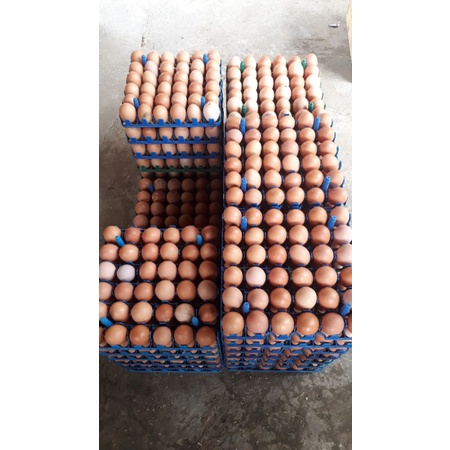 Telur telor Ayam Negeri Lokal fresh per 1 peti