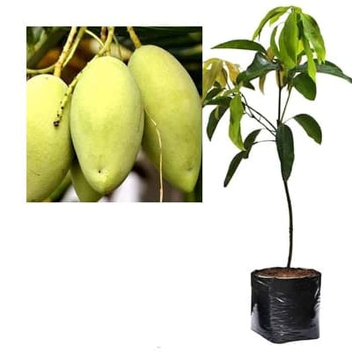 Bibit Mangga Okyong Pohon Mangga Bibit Buah Mangga Okyong