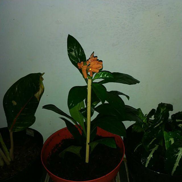 Tanaman Hias Crossandra