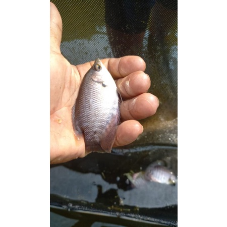 bibit ikan gurame soang