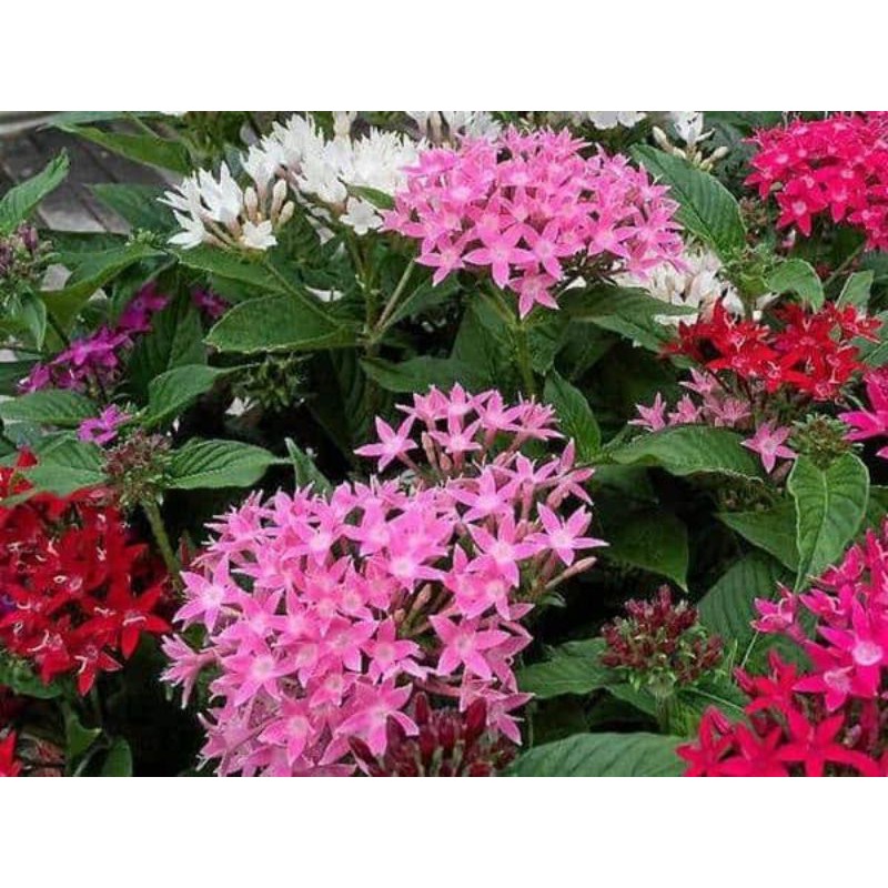 Bunga pentas tanaman hidup hiasan taman