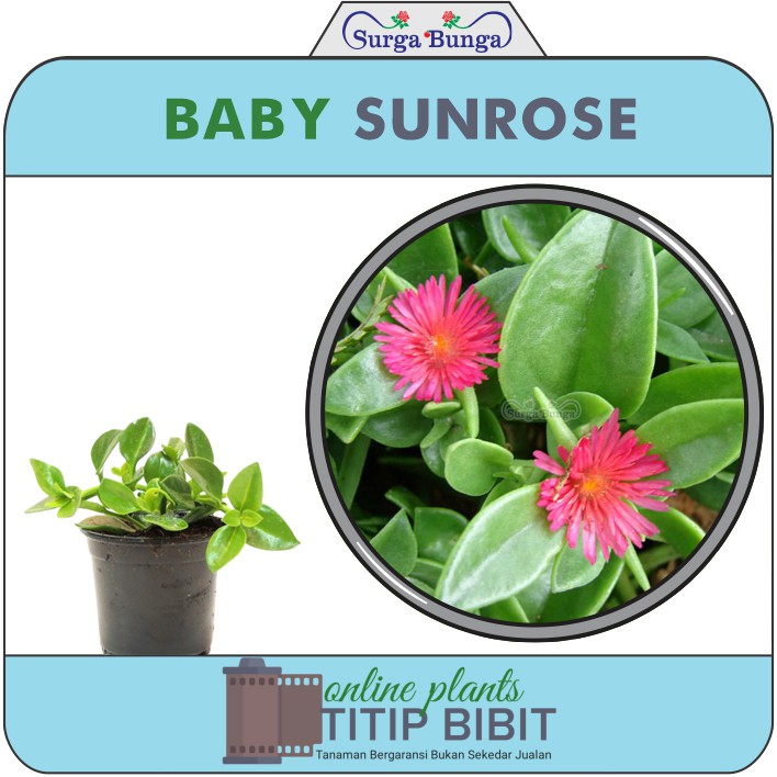 baby sunrose lipstik lokal tanaman hias bunga gantungan