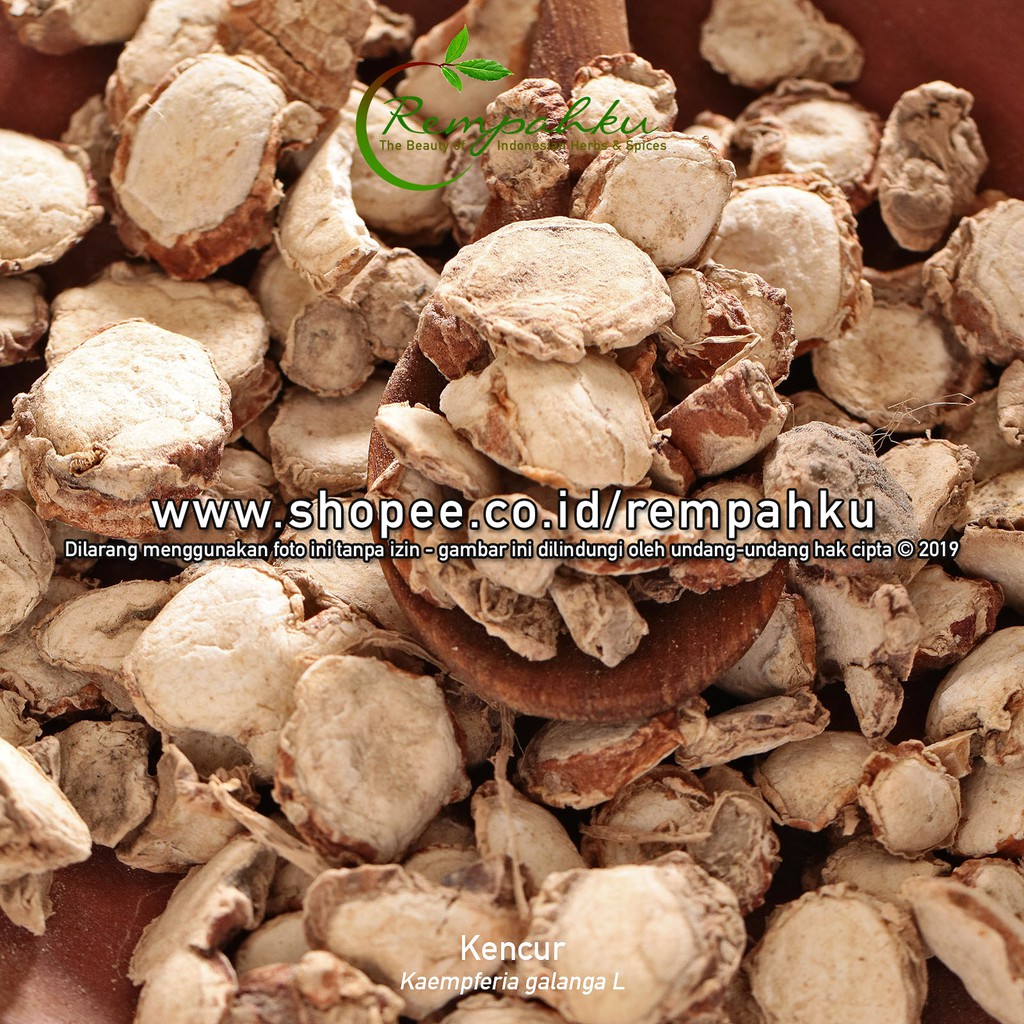 

Rempahku - KENCUR 100gr Herbal Kaempferia Galanga Kawicer Jamu Cikur