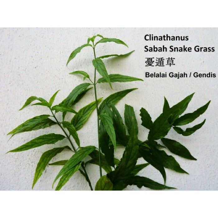 

DAUN BELALAI GAJAH SEGAR Sabah Snak Grass Clinatha obat herbal 500g