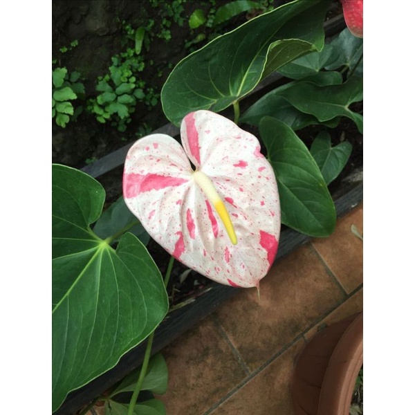 TANAMAN HIAS ANTHURIUM MICKEY MOUSE WHITE SPLASH