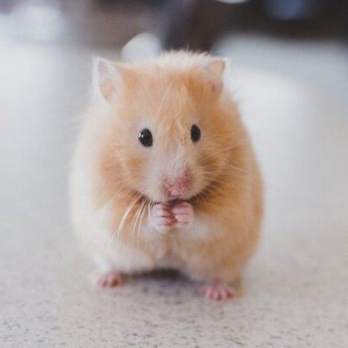 Hamster  Syrian  SH JANTAN Short Hair Lucu Jinak LUAR KOTA BISA Dan Makanan Hamster