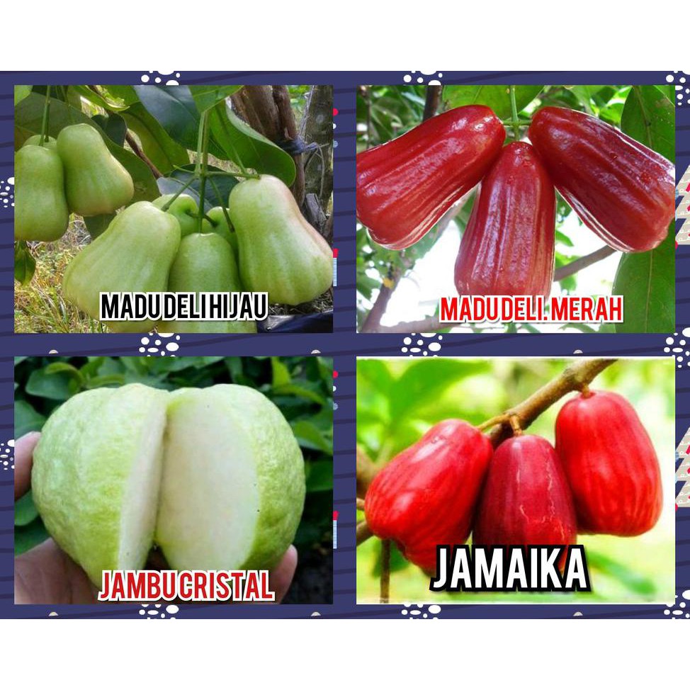BIBIT JAMBU AIR MADU DELI HIJAU JAMBU MADU DELI MERAH JAMBU KRISTAL JAMBU JAMAIKA SUPER