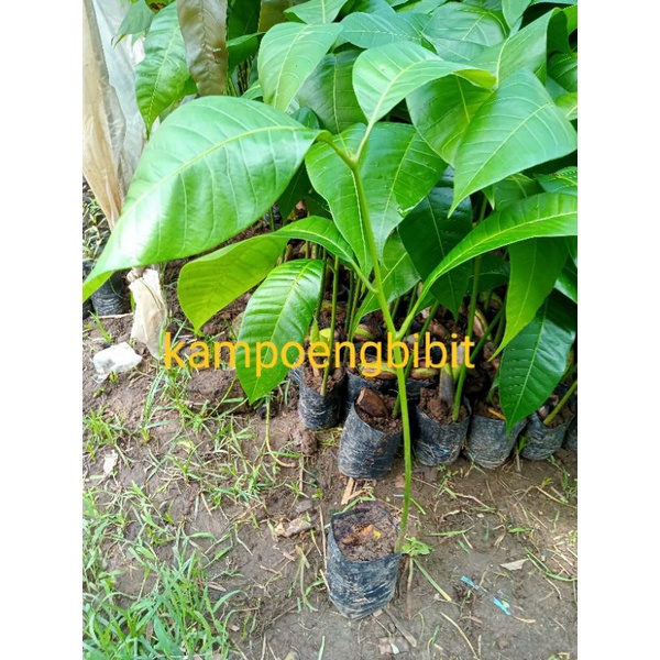 Bibit Mangga Seedling Ukuran 40-60 cm Pilihan Varietas