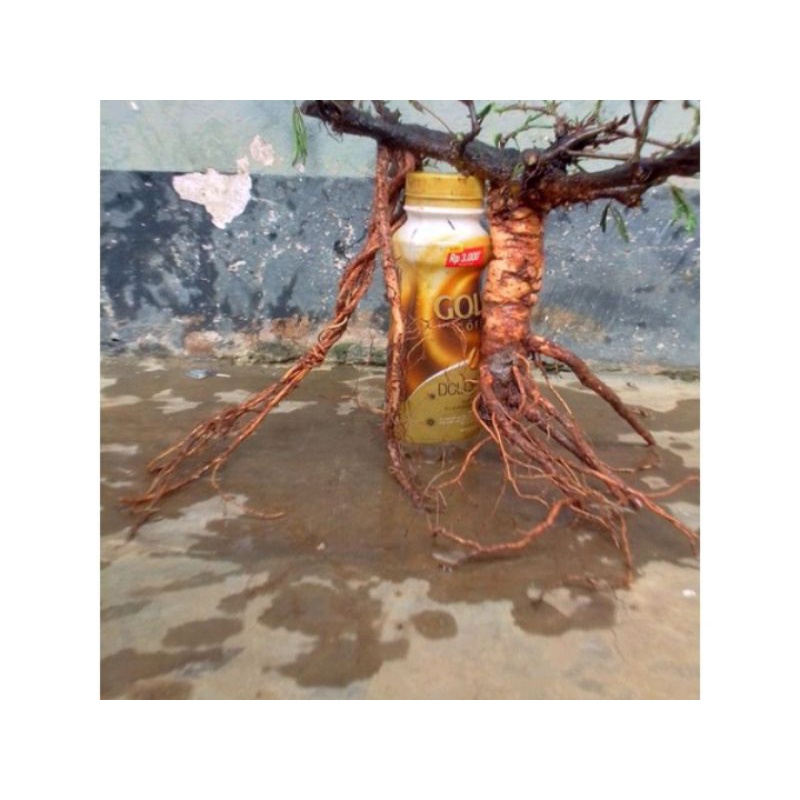 Bahan bonsai putrimalu bongol besar limited edition/bongol putri malu