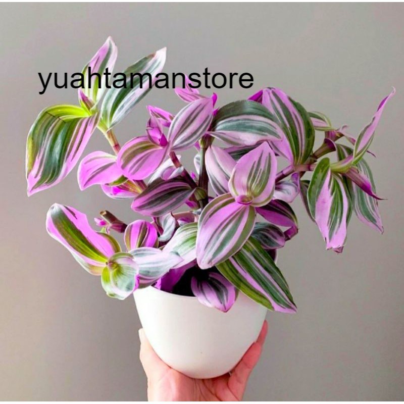 Tanaman hias tradescantia nanouk - tradescantia tricolor .