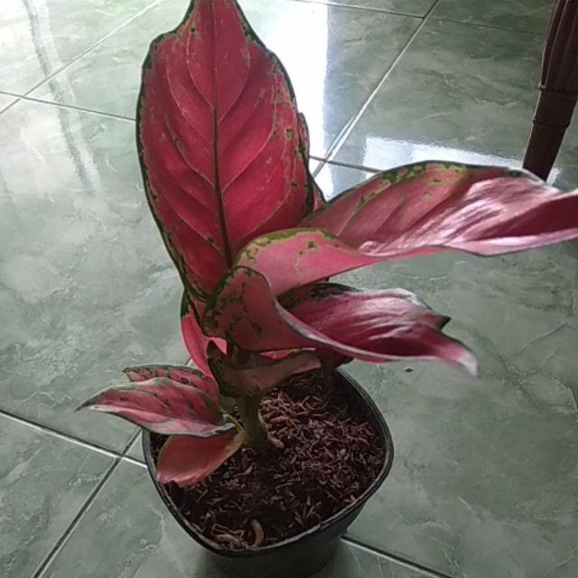  RED  ANJAMANI  Tanaman Hias Aglaonema  Aglonema  