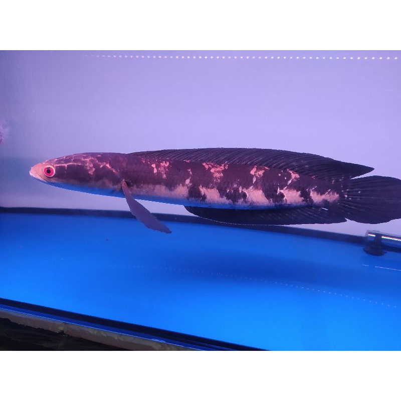 Channa maru Riau 43cm