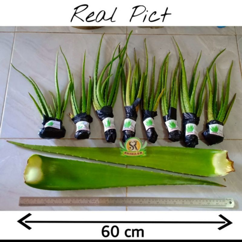 Bibit LIDAH BUAYA Jumbo Original ( asli lidah buaya jumbo)