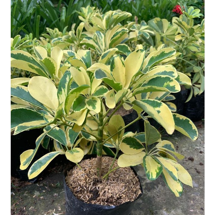 Tanaman hias Walisongo - hiasan taman - tanaman walisongo