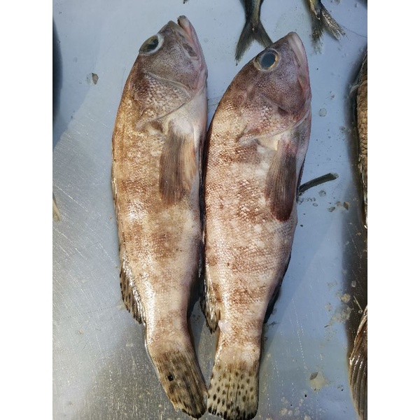 

ikan kurapu/kerapu 500g