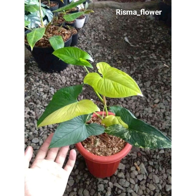 POHON SYNGONIUM VAR YELLOW - VARIGATA YELLOW / TANAMAN HIAS