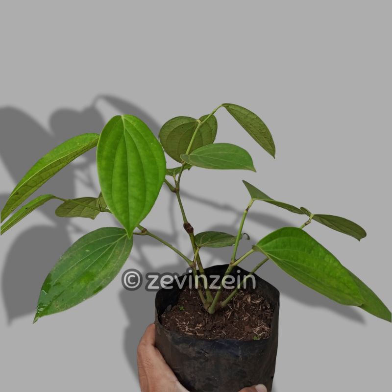 

Lada Perdu - Cepat Berbuah - Tidak Merambat