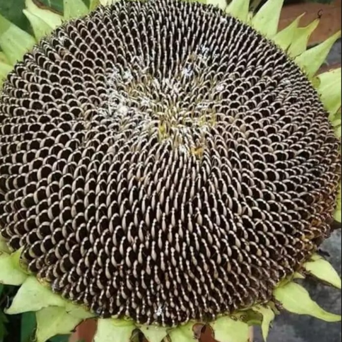 75+ BIBIT BENIH BUNGA MATAHARI JUMBO