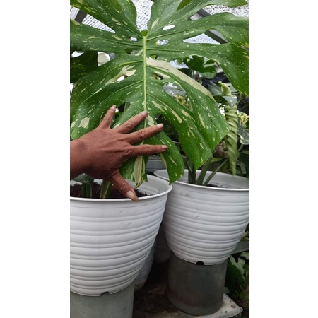 Monthai King Japan Lab