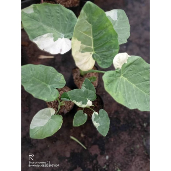 colocasia Gigantea varigata size remaja