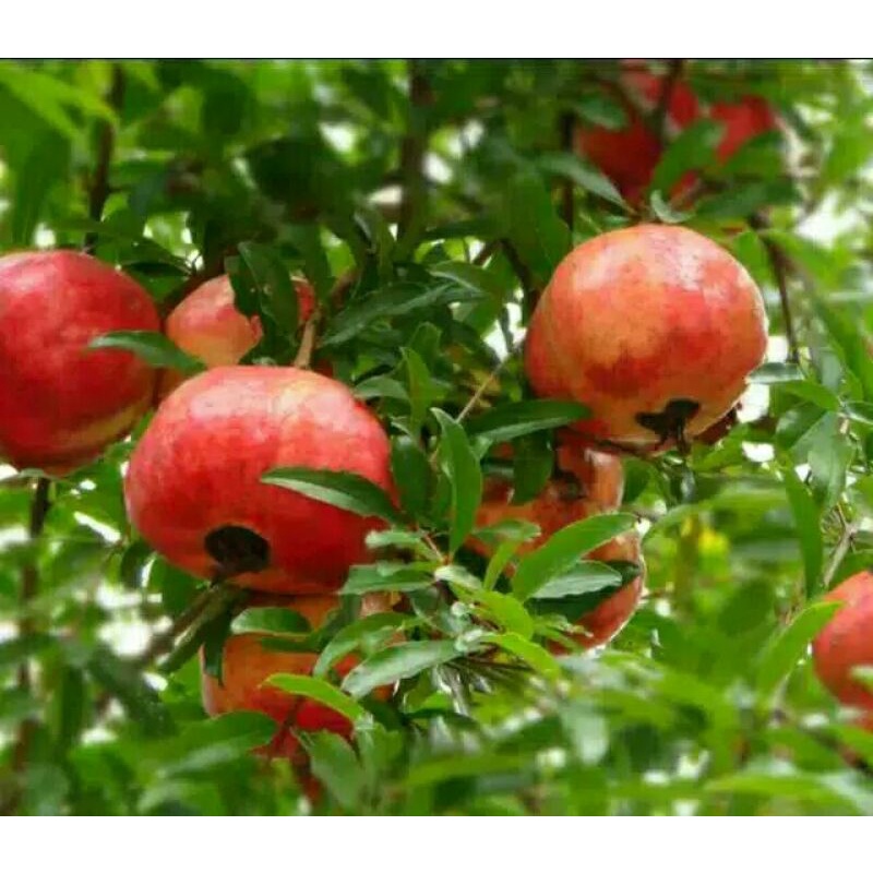 

BUAH DELIMA MERAH JUMBo