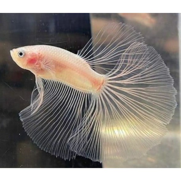 

Ikan Cupang Cellophane / Albino / Transparant / Beli 5 Gratis 1 / Gratis Ketapang / Murah / Kontes