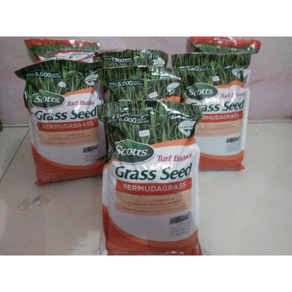 Biji rumput Bermuda grass