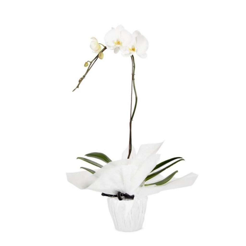 [Flower Bouquet / Hampers Anggrek] Buket BungaTanaman Hias Hidup Anggrek Bulan 1 Tanaman