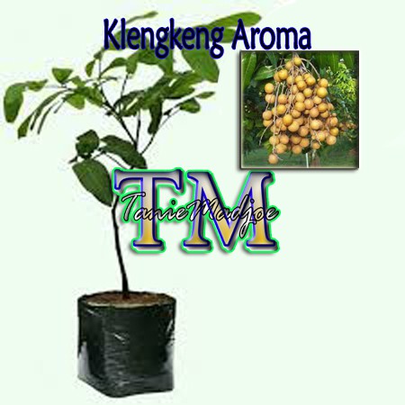 Bibit Klengkeng Aroma Durian Berbunga