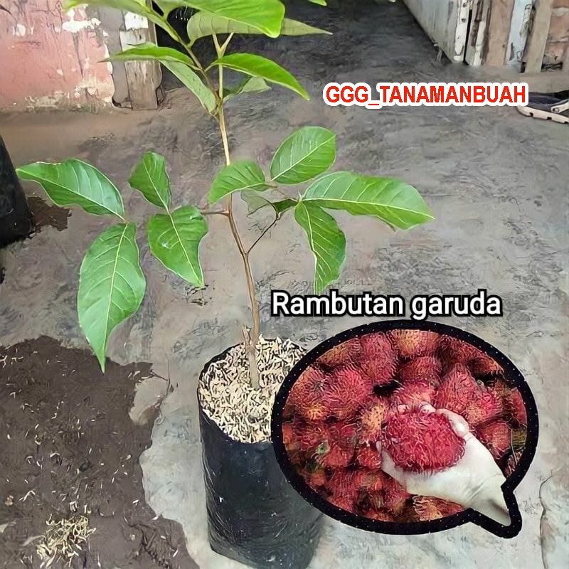 Bibit Rambutan Garuda Besar Hasil Okulasi Siap Berbuah