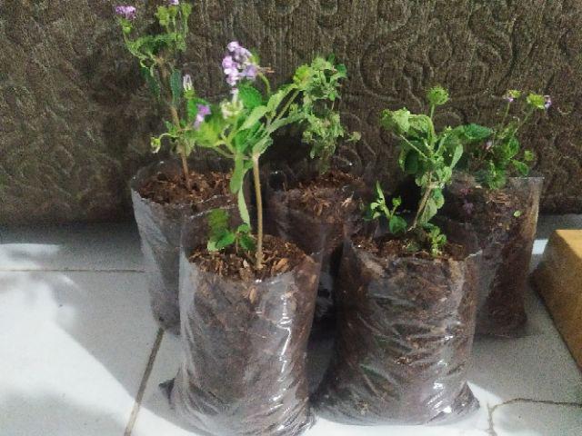 Tanaman Hias Bibit Bunga Lantana