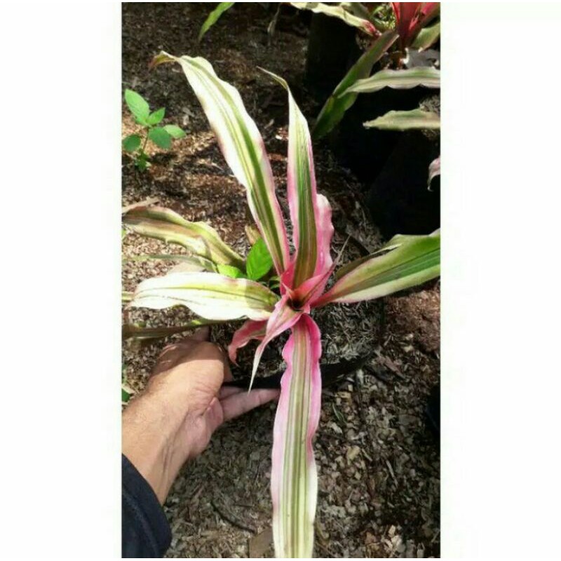 Tanaman Hias Nanas Merah - Pohon Nanas Merah