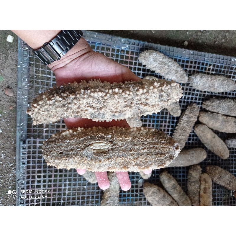 TRIPANG GAMAT / SEA CUCUMBER
