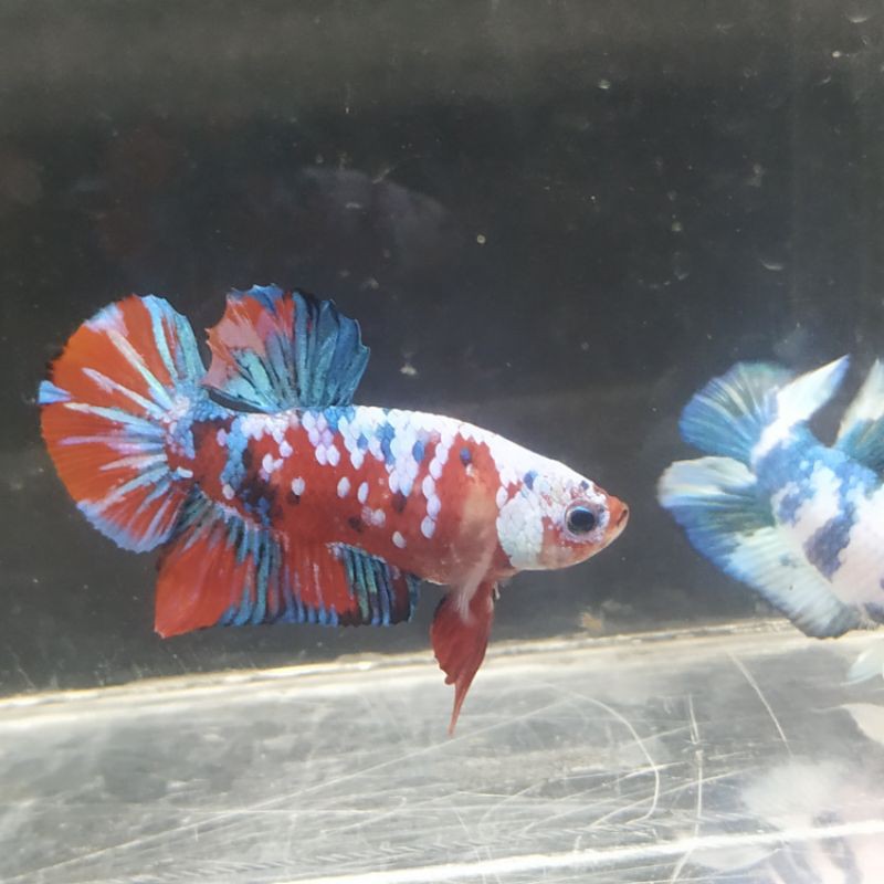 Ikan Cupang Plakat Koi Galaxy masking male/jantan