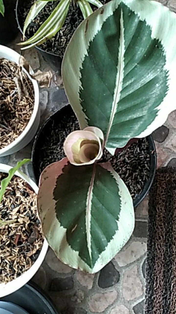 Tanaman Hias Calathea Marion