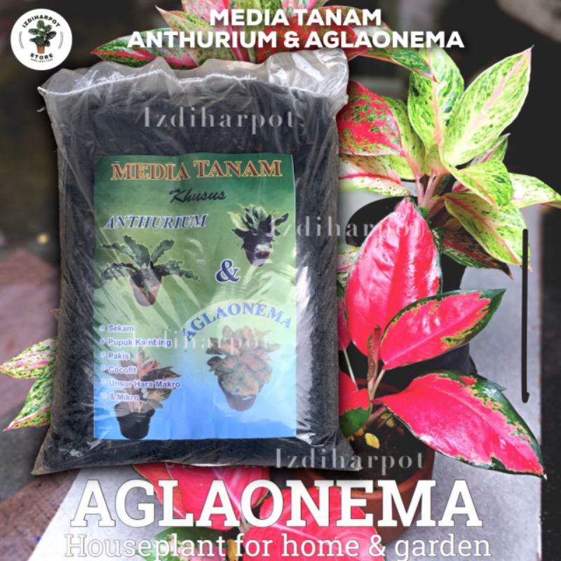 MEDIA TANAM ORGANIK KHUSUS ANTHURIUM AGLAONEMA SIAP PAKAI - AGLAONEMA ANTHURIUM