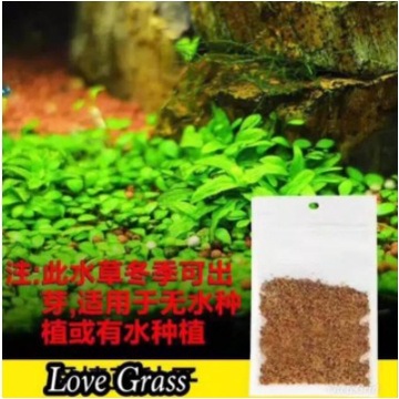 Termurah karpet seet Bibit Tanaman Aquascape Carpet Seed Love Grass/Small Leaf Seaweed aquarium