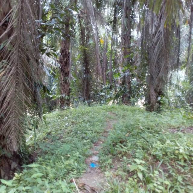 lonikasimanjuntak