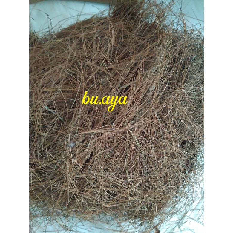 Daun Pinus Kering Bahan Mahar Hantaran / Ron Pinus