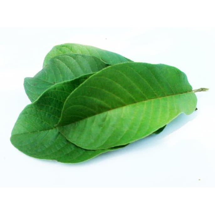 

Hanya Disini] Daun Jambu Biji Segar Perhelai