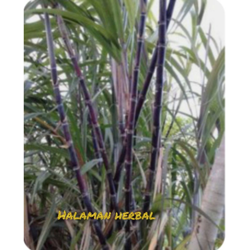 tebu hitam /tebu ireng