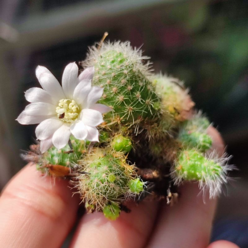 Kaktus Rebutia Pulvinosa