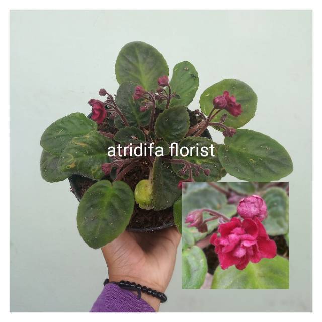 Begonia Violces Merah - African Violet Red