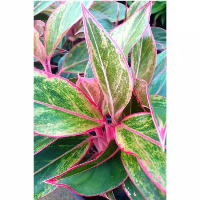 Tanaman hias Aglonema lipstik tiger